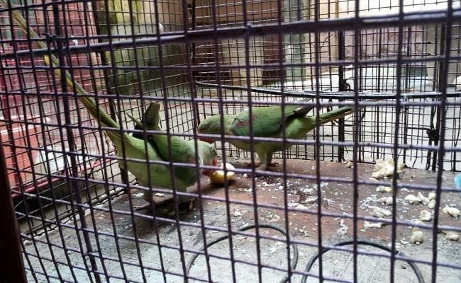 VIDEO : आदर्श प्रेम को चरितार्थ करता दो "सुग्गों" का प्रेम