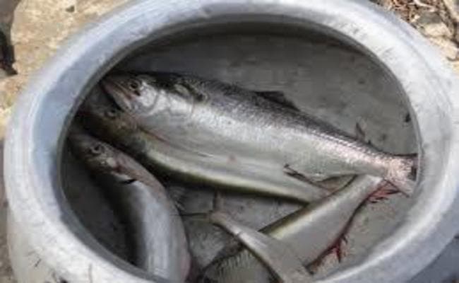 VIDEO : जब गया में NH-2 पर मछली भरे ट्रक के पलटने पर जो हुआ, वह देखने लायक है