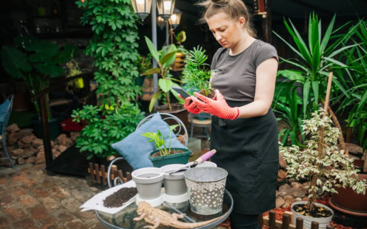 Gardening Tips: ठंड में घर में उगाएं फ्रेश सब्जियां, जानें इस समय कौन सी सब्जी उगाना है बेस्ट