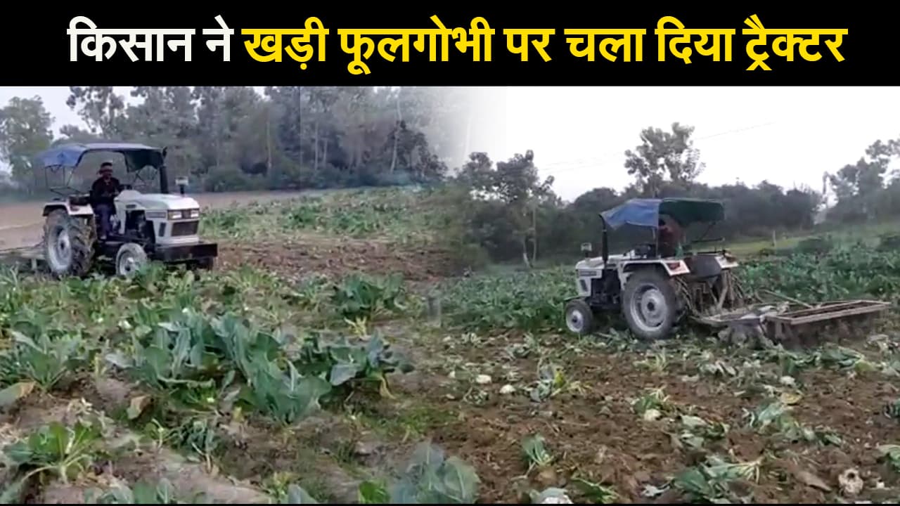 जानें क्यों समस्तीपुर में साढ़े चार एकड़ में लगी फूलगोभी पर किसान ने चला दिया ट्रैक्टर