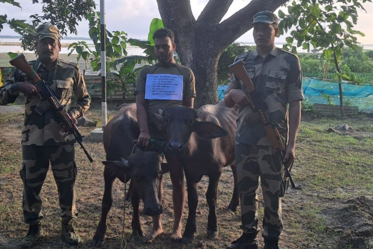 पश्चिम बंगाल में BSF के जवानों ने बंग्लादेशी को दो मवेशियों के साथ दबोचा