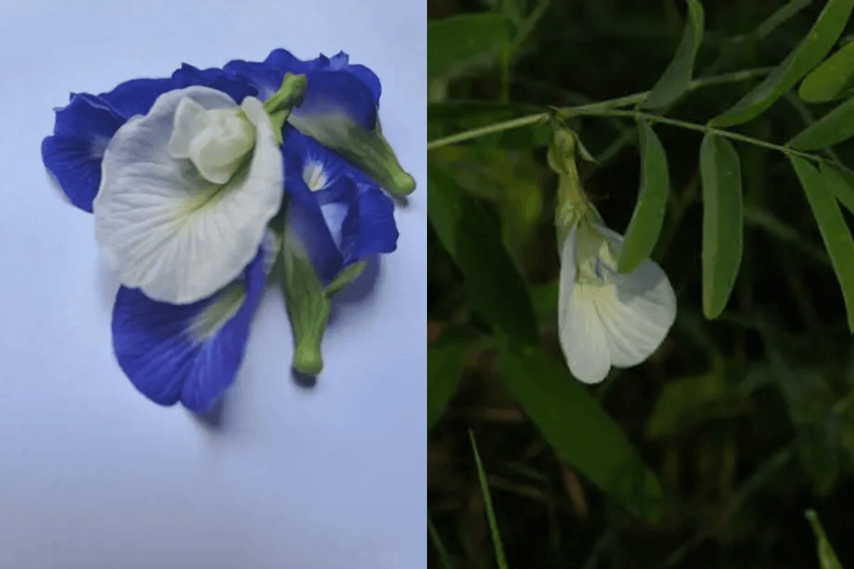 Vastu tips: भगवान शिव के प्रिय फूल अपराजिता को इस जगह लगाने से नहीं देखना पड़ेगा कभी पराजय का मुंह