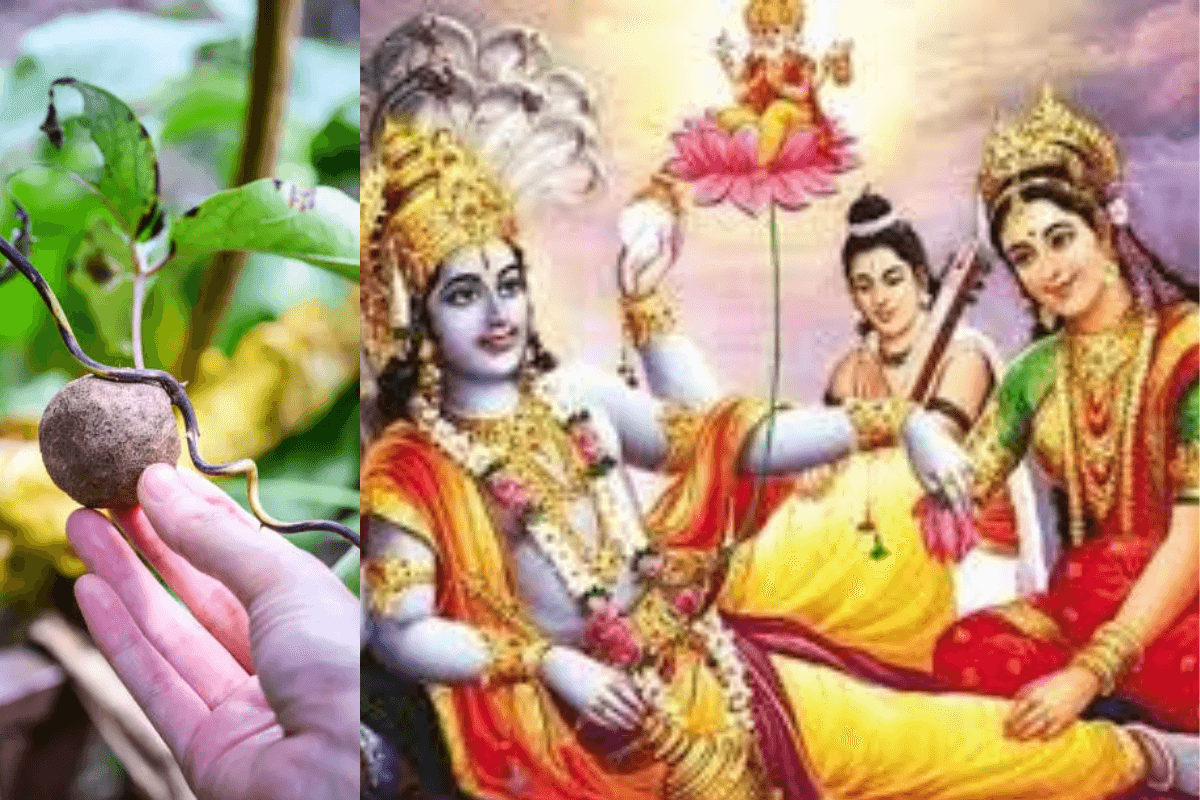 Dev Uthani Ekadashi 2024: कार्तिक मास के देवउठनी एकादशी को सुथनी खाने का क्यों है इतना बड़ा महत्व, जाने इसके बारे में