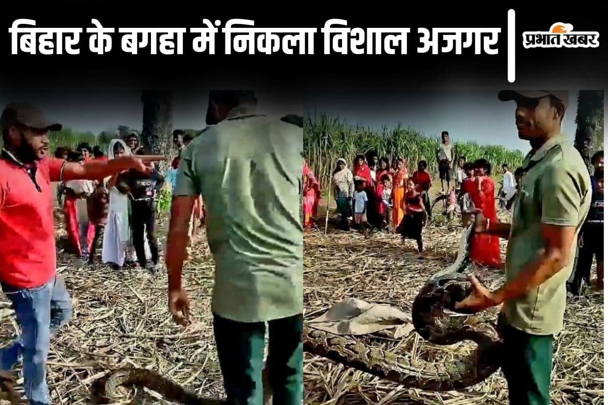 Video: बिहार के बगहा में किसानों के बीच आ पहुंचा विशाल अजगर, देखिए फिर क्या हुआ...