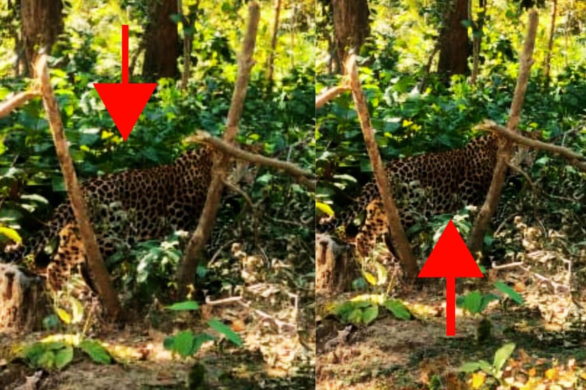 क्षेत्र भ्रमण कर लौट रहे बिशुनपुर के उप-प्रमुख को सड़क किनारे जंगल में दिखा तेंदुआ, Video Viral