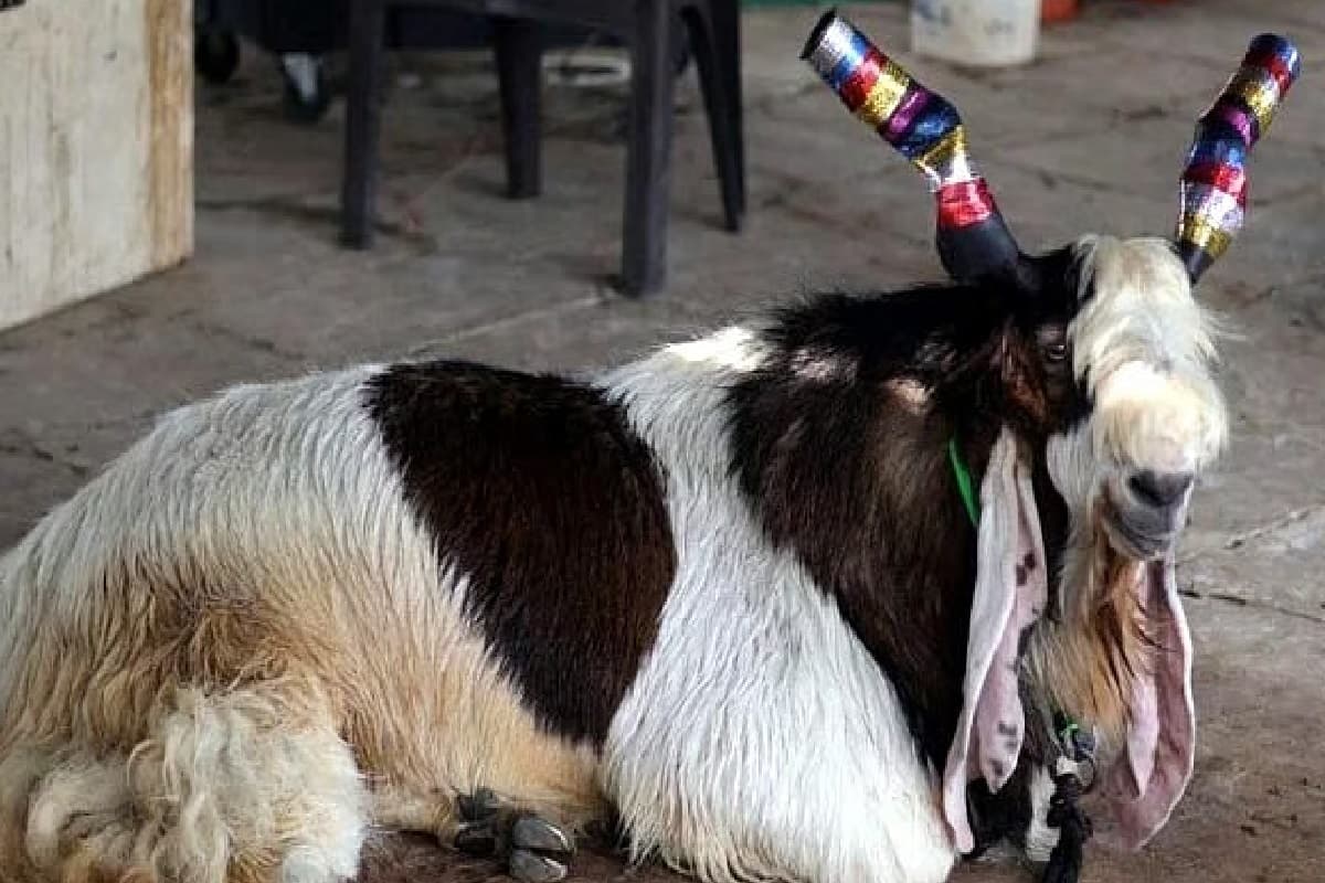 174 किलो का 'कोहेनूर', बकरीद के बाजार का सबसे महंगा बकरा