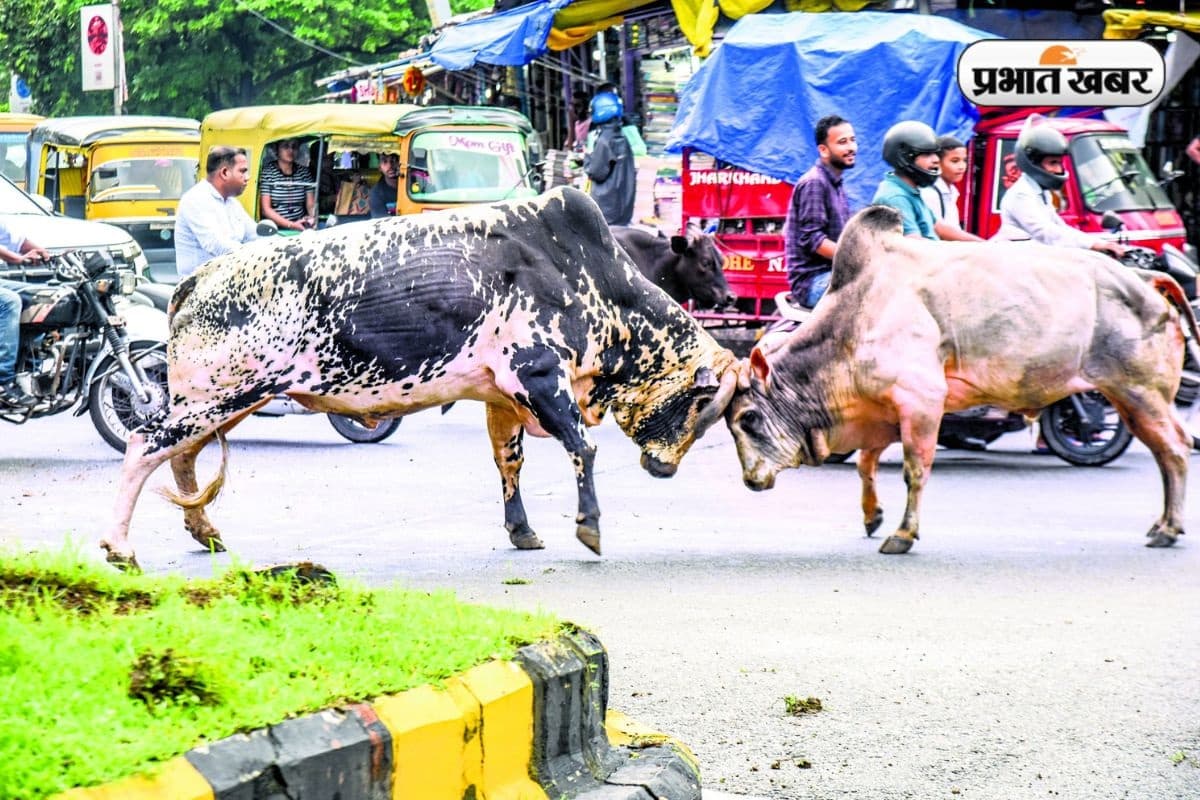 Jamshedpur News: “आ देखें जरा किसमें कितना है दम…”, बीच सड़क पर शुरू हुई ‘बुल फाइटिंग’, मची अफरा-तफरी