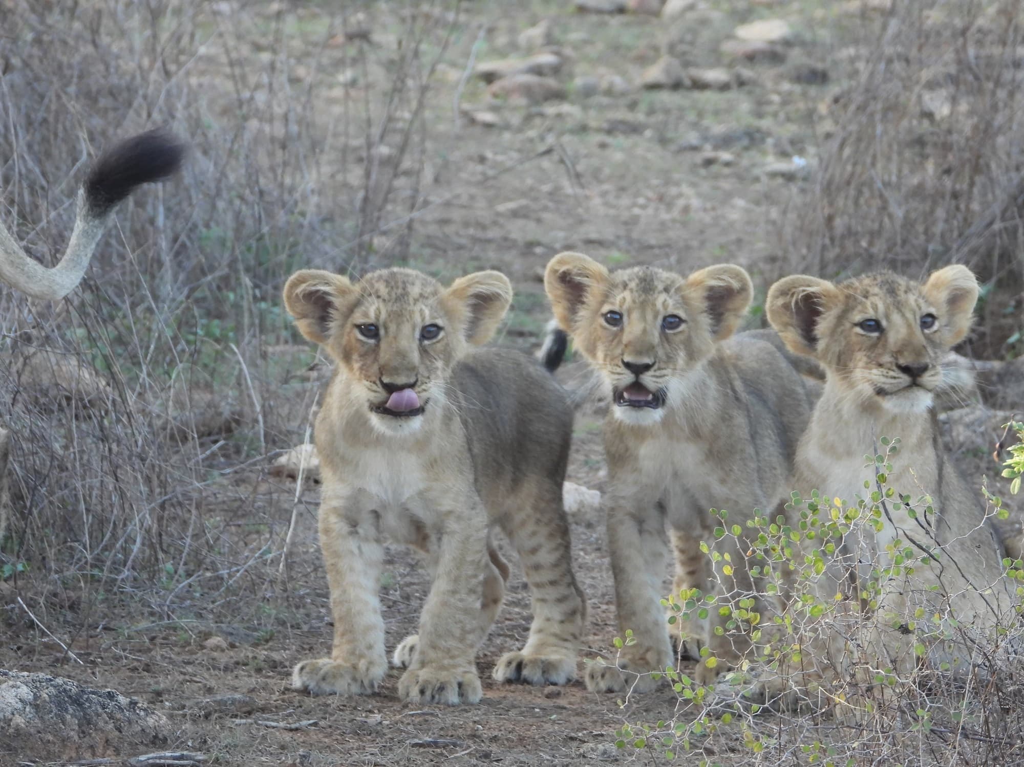 World Lion Day: बरदा अभयारण्य बनेगा शेरों के संरक्षण का केंद्र
