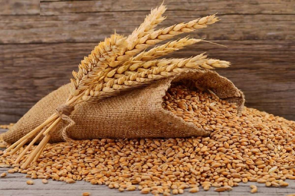Wheat MSP Hike: किसानों को त्योहारी तोहफा, गेहूं का समर्थन मूल्य बढ़ा