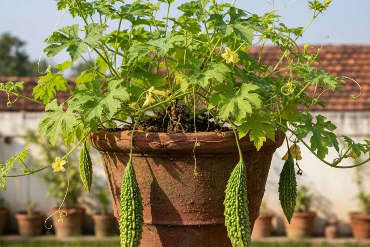 How To Grow Bitter Gourd: गमले में उगाएं करेला! जानिए सही मौसम, मिट्टी और सिंचाई के उपाय