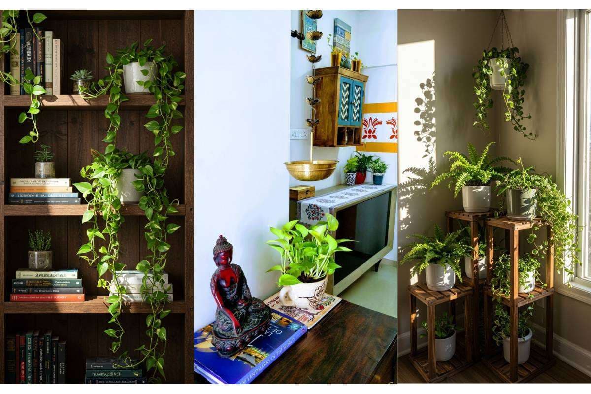 Money Plant Home Decoration Ideas: घर में इस तरह सजाएं मनी प्लांट, बढ़ेगी सुंदरता और पॉजिटिव एनर्जी