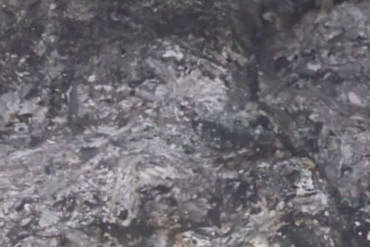 बंगाल के जगाछा में 5 बेजुबान जानवरों को जिंदा जलाया, सीसीटीवी फुटेज की मदद से जांच में जुटी पुलिस