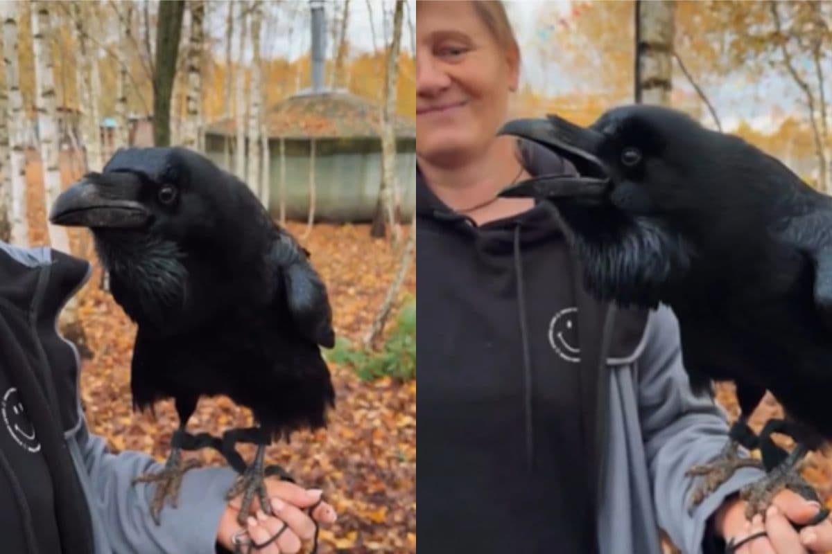 Viral Video: इंसानों की तरह बात करता है यह कौवा, मदद करने पर कहता है थैंक्यू सर, वायरल हो रहा वीडियो