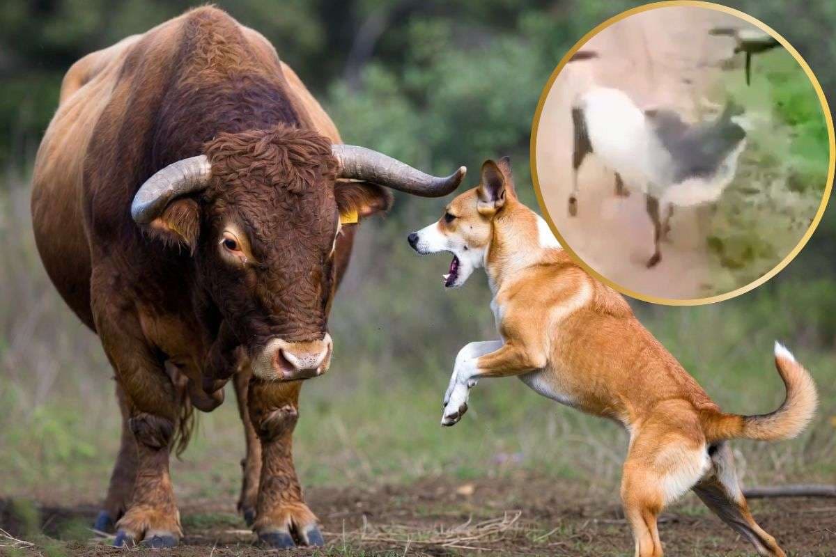 कुत्तों को महंगा पड़ गया बैल से पंगा लेना, WWE स्टाइल में उठा-उठाकर पटका, वीडियो देख आ जाएगी हंसी