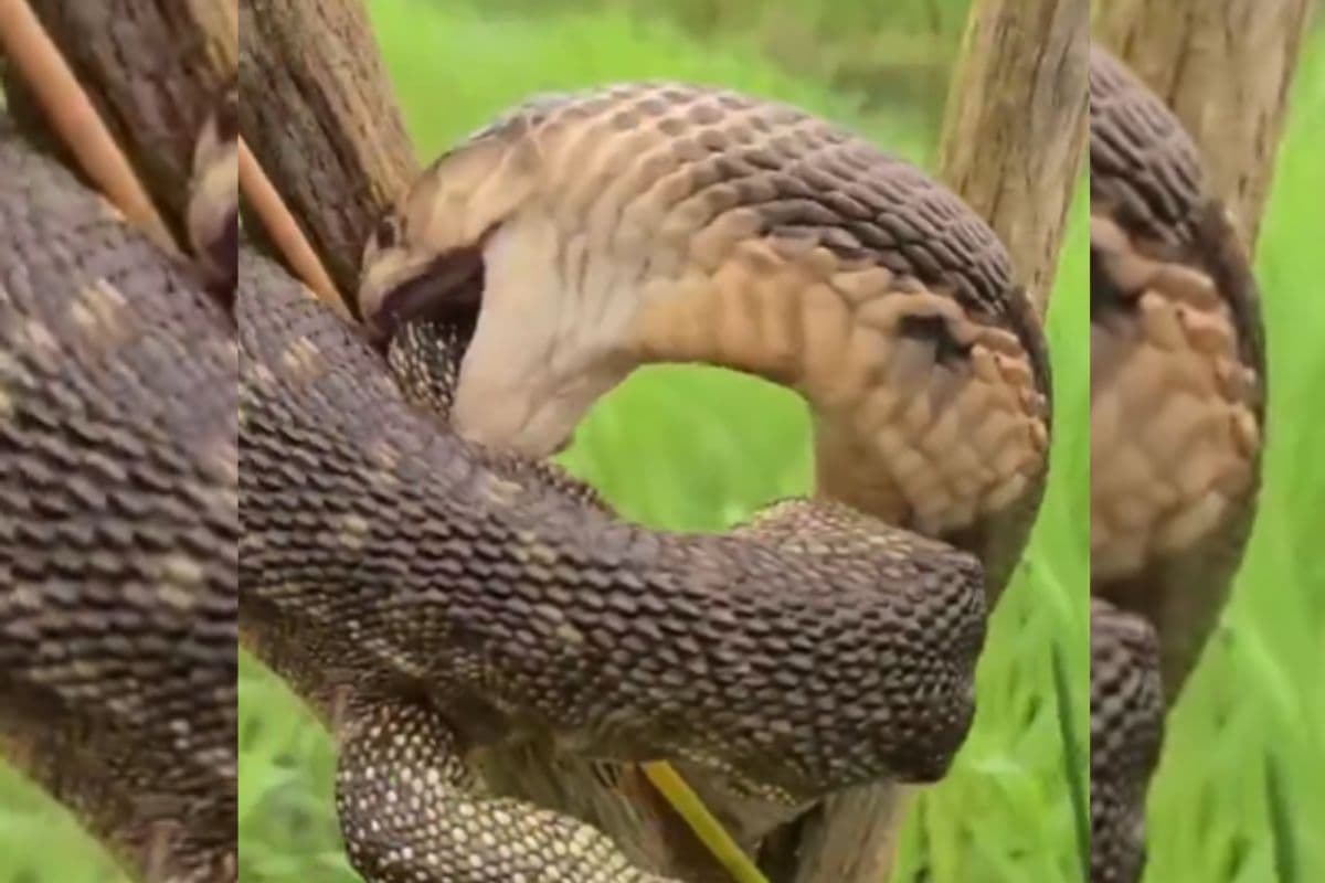 Viral Video: पेड़ पर ही भिड़ गए सांप और छिपकली, दोनों में भयंकर लड़ाई, वायरल वीडियो में देखिए कौन जीता मुकाबला?