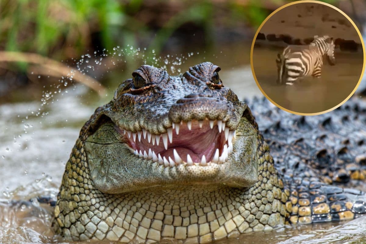 Viral Video: शिकार छूटने पर गुस्से से तिलमिला उठा मगरमच्छ, ऐसे निकाली भड़ास की आ जाएगी हंसी