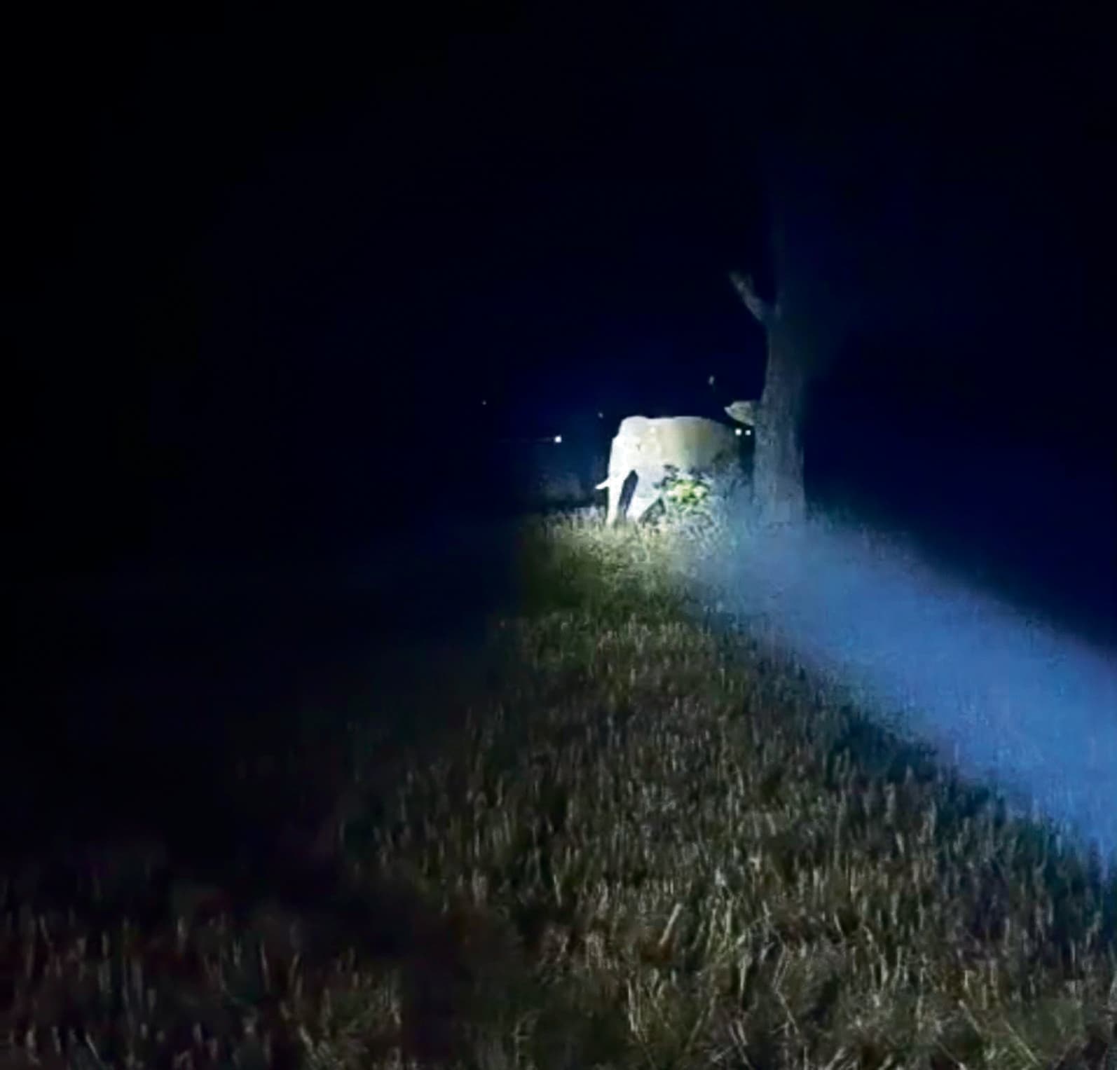 Sundergarh News : बंडामुंडा क्षेत्र में तीसरे दिन भी हाथियों ने झुंड ने मचाया उत्पात, ट्रेन परिचालन बाधित