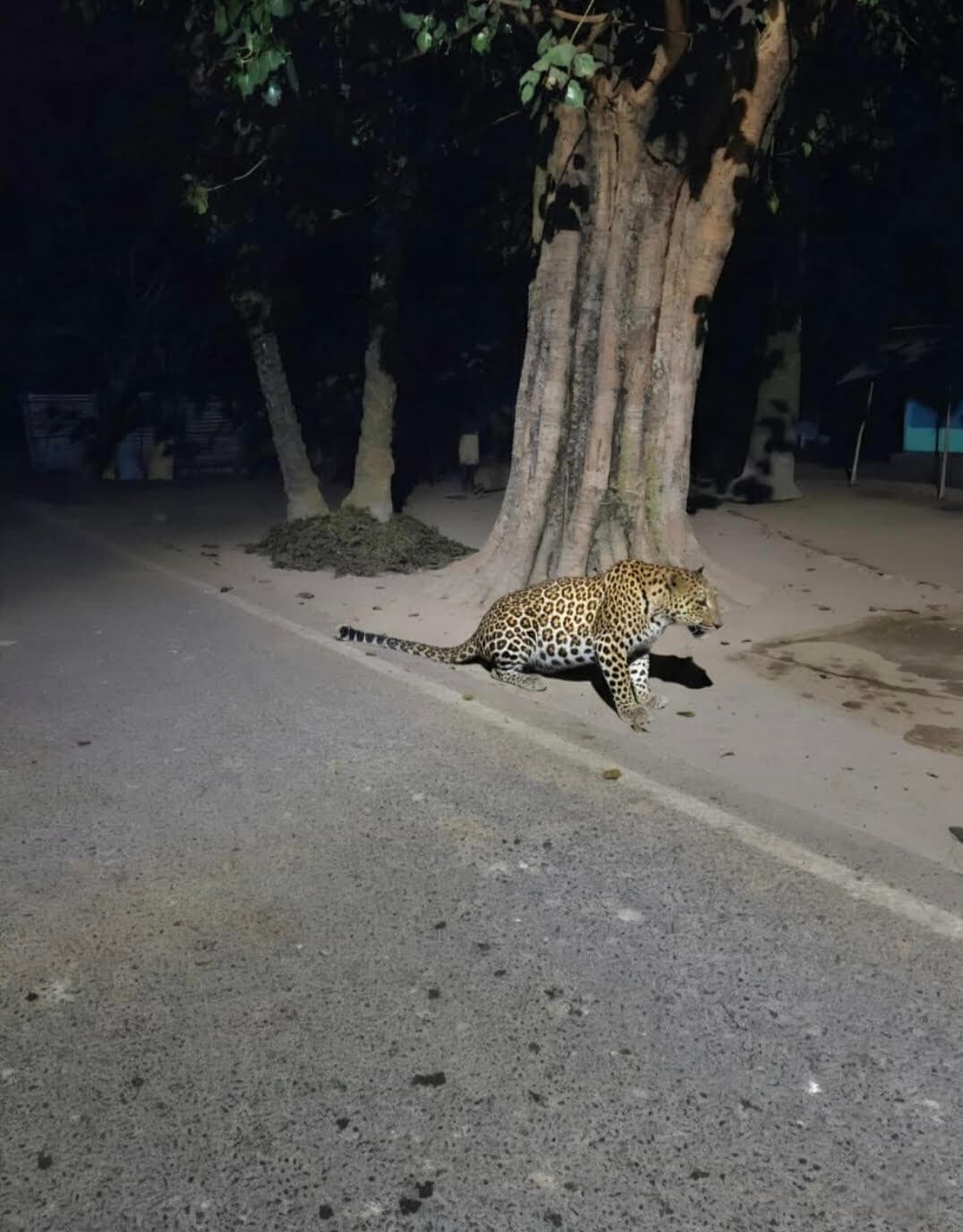 बिना तैयारी के तेंदुआ पकड़ने पहुंची टीम, ग्रामीणों में आक्रोश