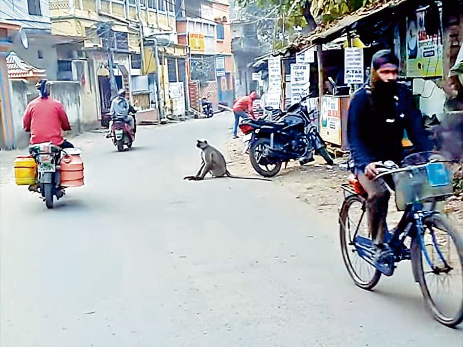 रामपुरहाट में हिंसक बंदर से दहशत, 10 लोग घायल