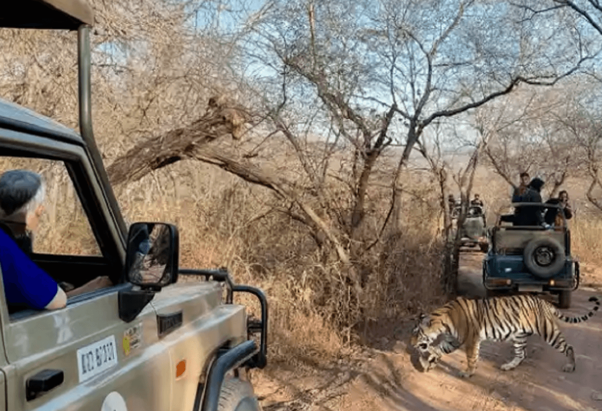 Bihar Tourism: विदेशी पर्यटकों को लुभाने लगा बिहार, वाल्मीकि टाइगर रिजर्व बना पसंदीदा डेस्टिनेशन