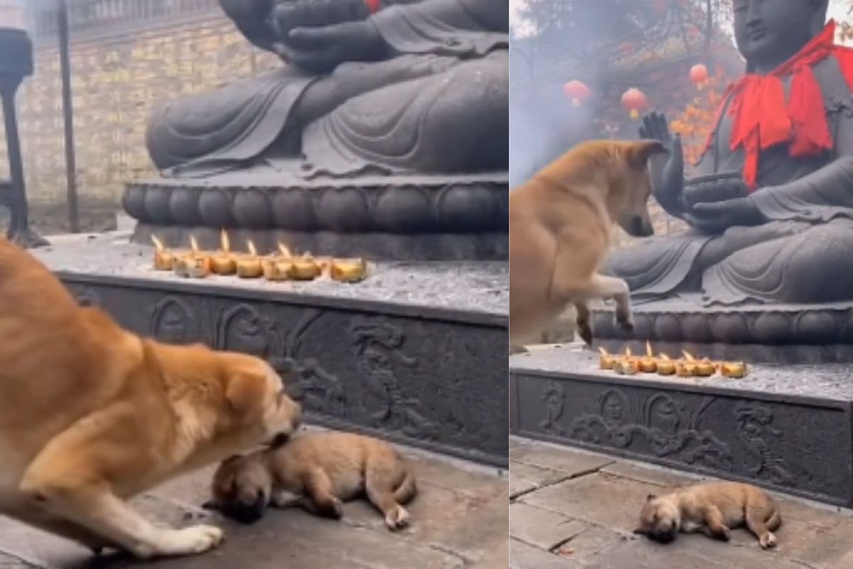 Viral Video: शब्द नहीं, आंसू बोल पड़े, बच्चे की सलामती के लिए भगवान बुद्ध से गुहार लगाती मां डॉगी