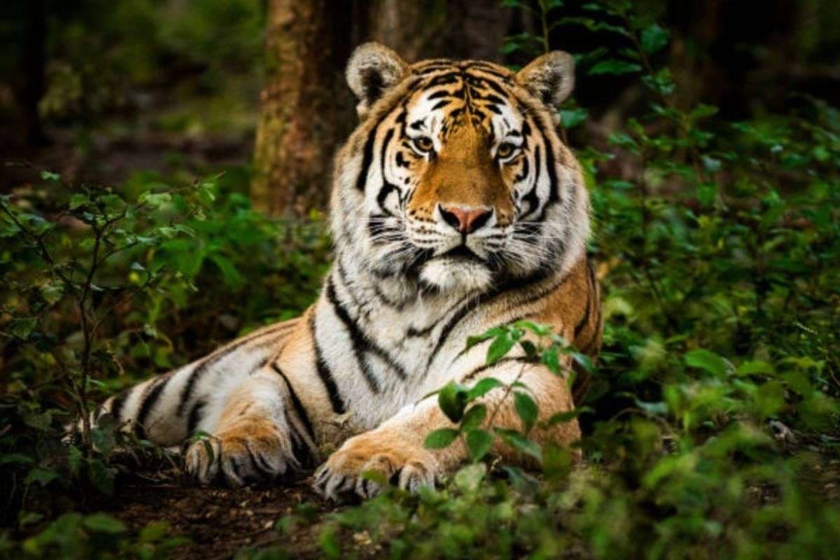 Project Tiger 1973: बाघ से पहले भारत का राष्ट्रीय पशु कौन था, फिर क्यों बदला गया राष्ट्रीय गर्व का प्रतीक?