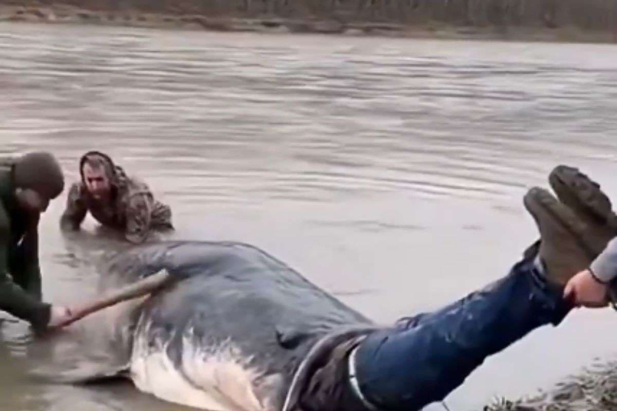 Viral Video: इंसान को निगल गई मछली! फैक्ट चेक में बड़ा खुलासा