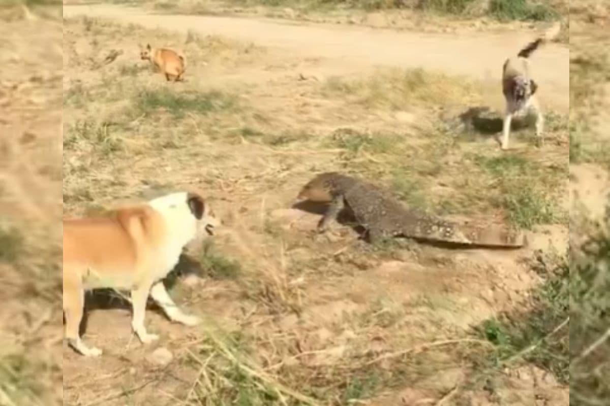 Viral Video: अकेली छिपकली ने 4 कुत्तों को पिला दिया पानी, 18 सेकंड का वीडियो देख नहीं रुकेगी हंसी