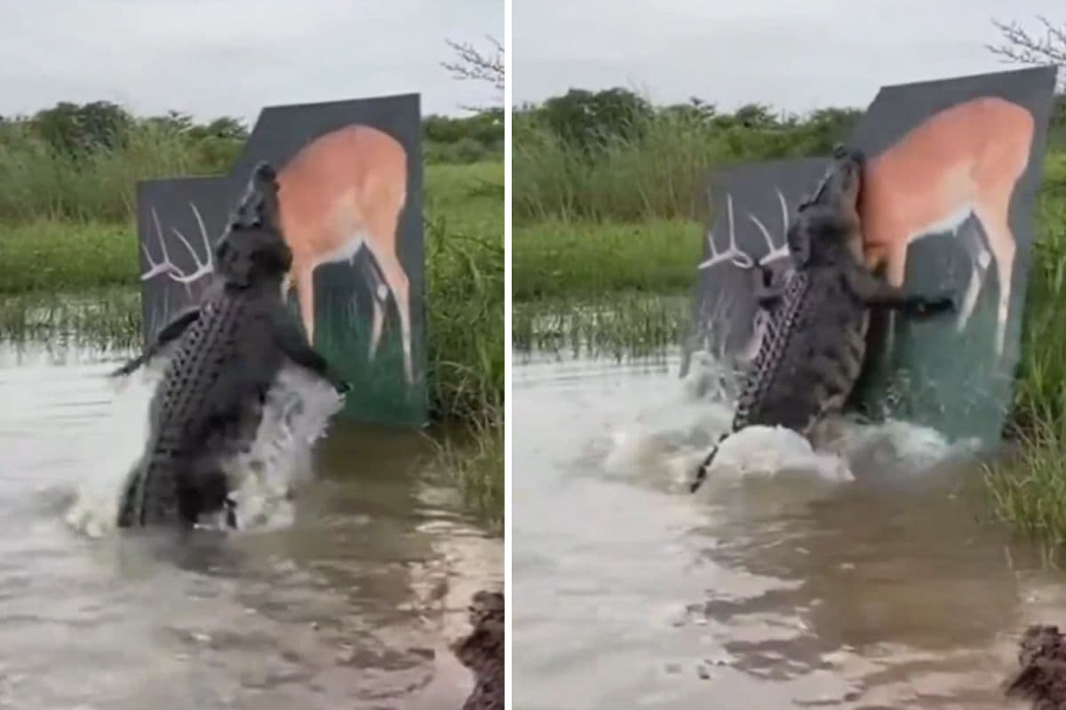Vial Video: हिरण की तस्वीर देख धोखा खा गया मगरमच्छ, करने लगा हमला, वीडियो देख छूट जाएगी हंसी