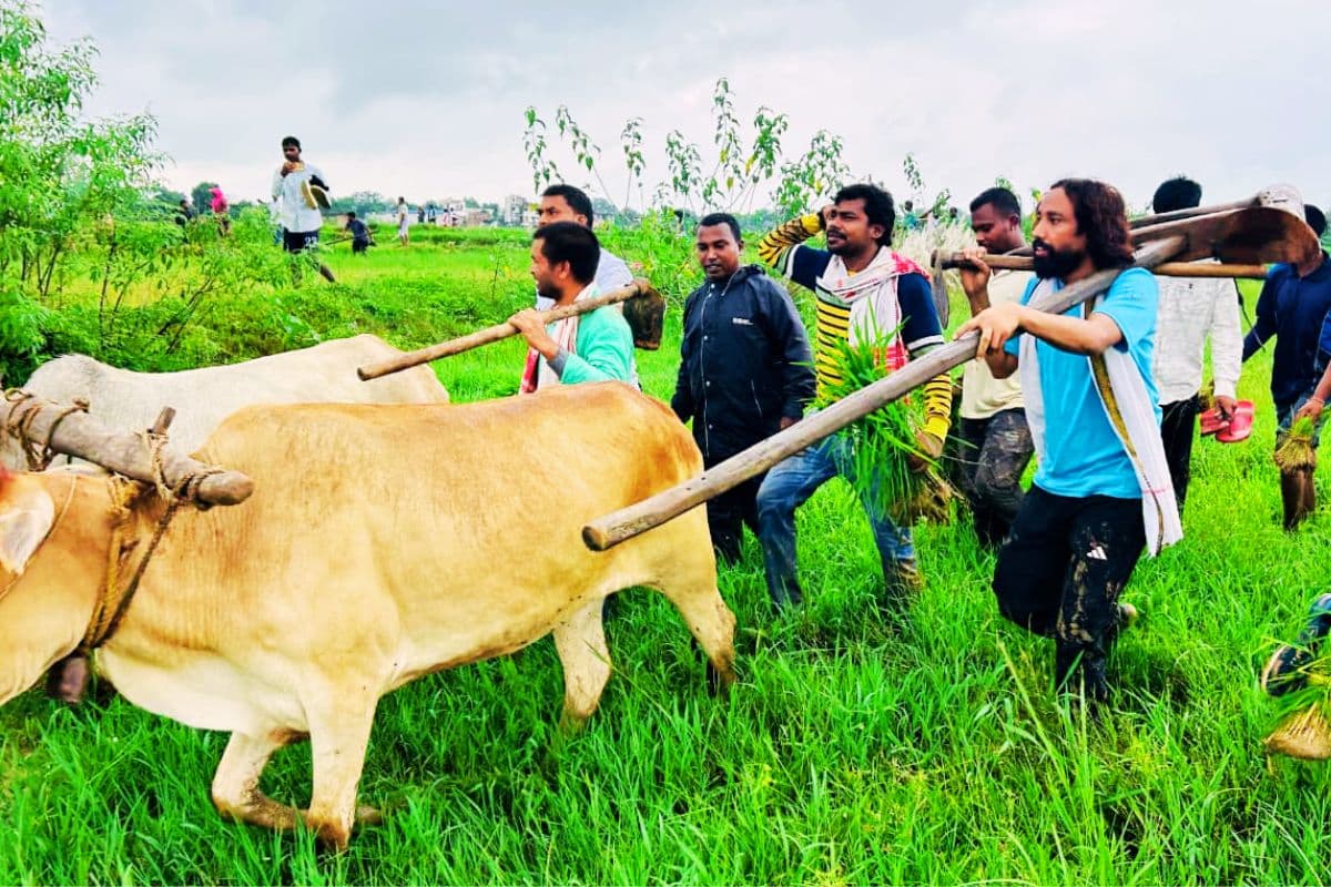 कंधे पर हल और बैल के साथ रिम्स-2 के खिलाफ आंदोलन में कूदे देवेंद्र महतो, खेत जोता
