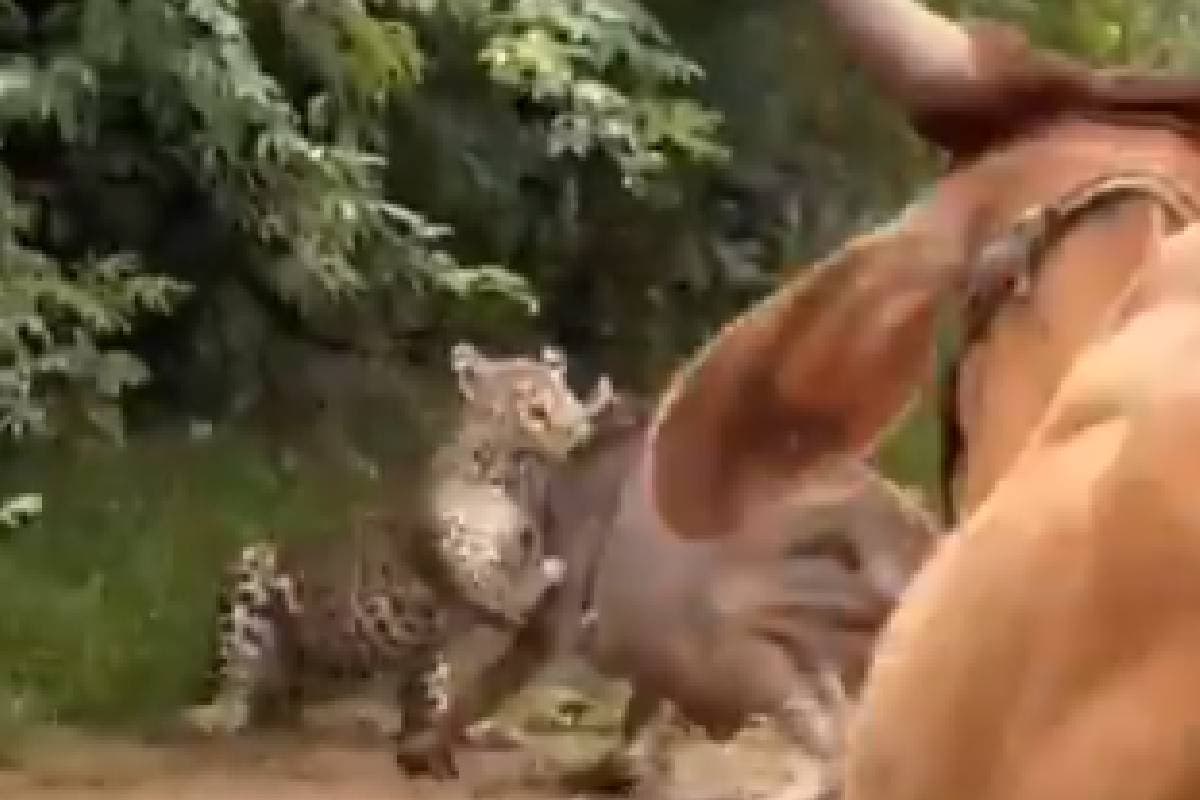 Viral Video : तेंदुआ बछड़े पर झपटा, मारने ही वाला था कि गाय दौड़ी उस ओर, देखें फिर क्या हुआ