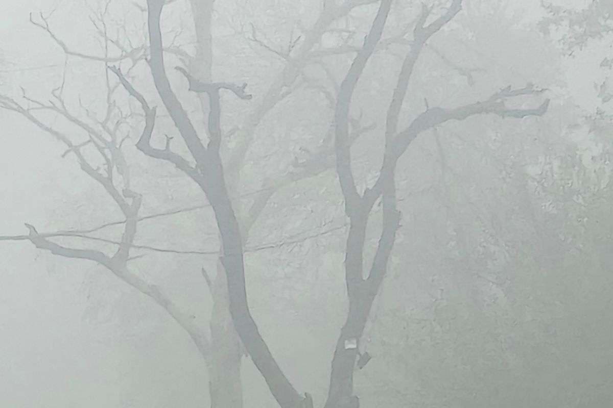 झारखंड के 8 जिलों में घने कोहरे का येलो अलर्ट, जानें अगले 4 दिन तक कैसा रहेगा मौसम