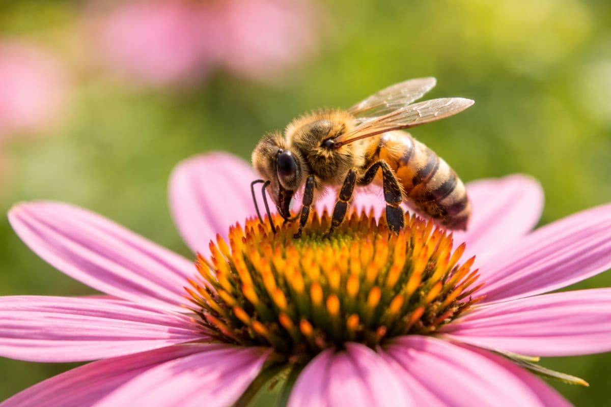 ब्रेस्ट कैंसर का इलाज मधुमक्खी के जहर से! ऑस्ट्रेलियाई वैज्ञानिकों ने किया चौंकाने वाला खुलासा