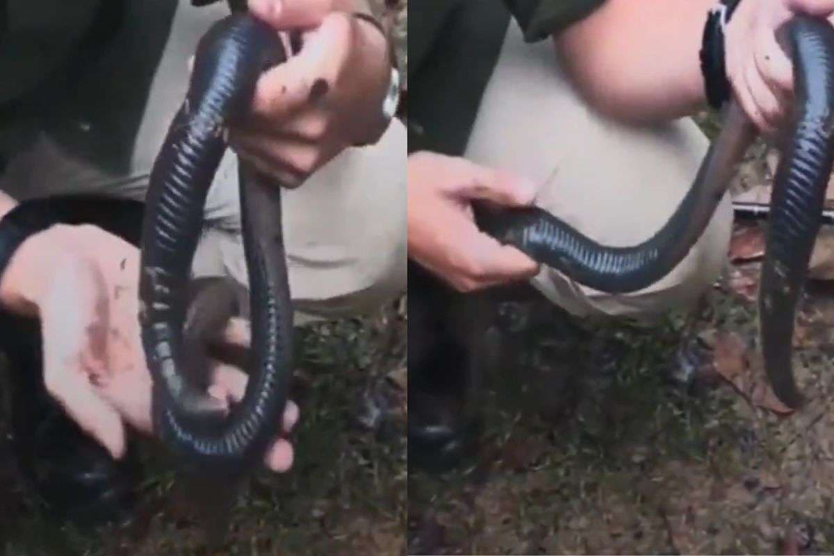 Viral Video: यकीन करना मुश्किल! सांप के आकार का केंचुआ, देखकर उड़ जाएंगे होश