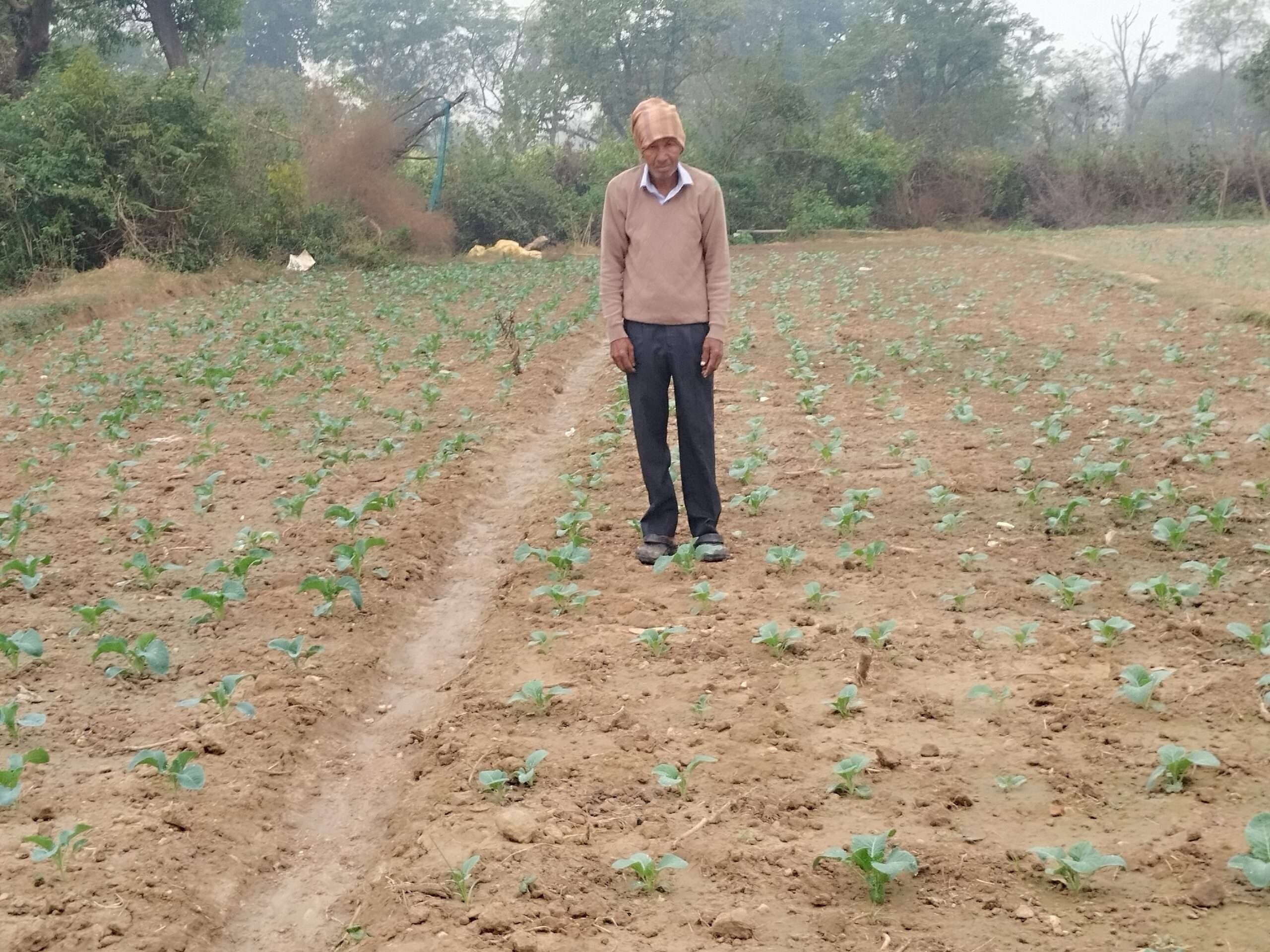 Seraikela Kharsawan News : गोभी व ईख की खेती से आत्मनिर्भर बन रहे किसान