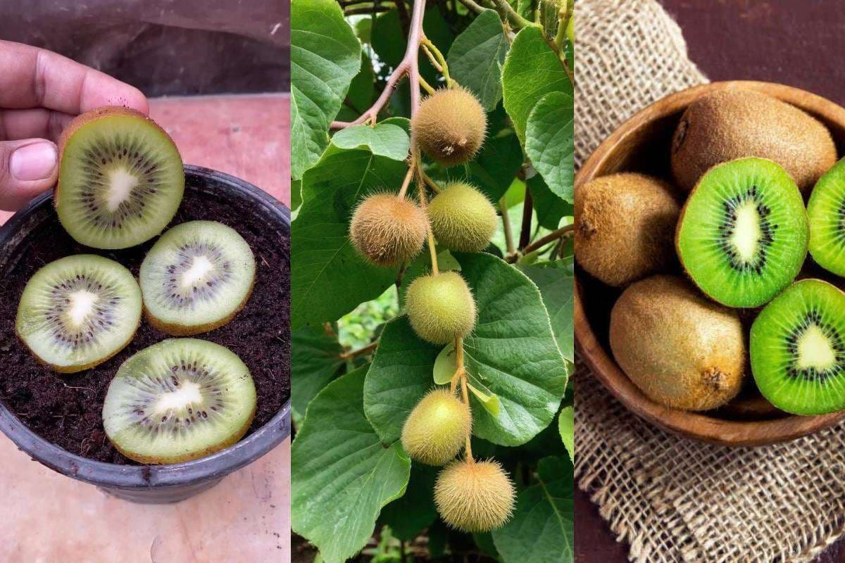 How to Grow Kiwi at Home: घर पर कीवी कैसे उगाएं? जानें सबसे आसान तरीका और देखभाल के लिए टिप्स